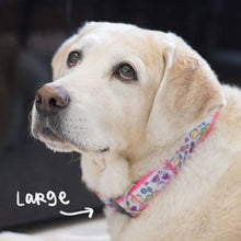 Collars & Leashes - Tweet Tweet Collar